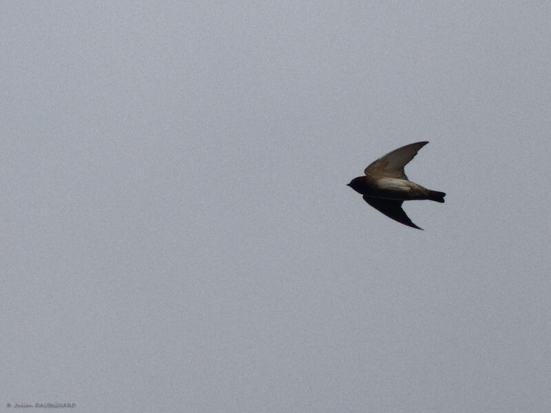 Northern Rough-winged Swallow, Flight