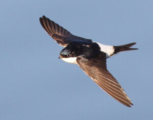 Common House Martin