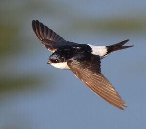 Common House Martin
