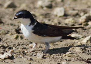 Common House Martin