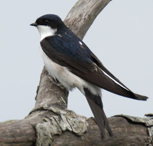 Common House Martin