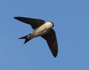 Hirondelle de fen�tre