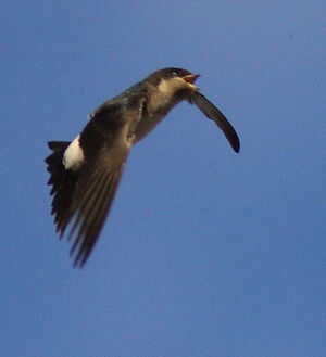 Common House Martin