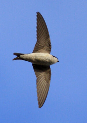 Common House Martin
