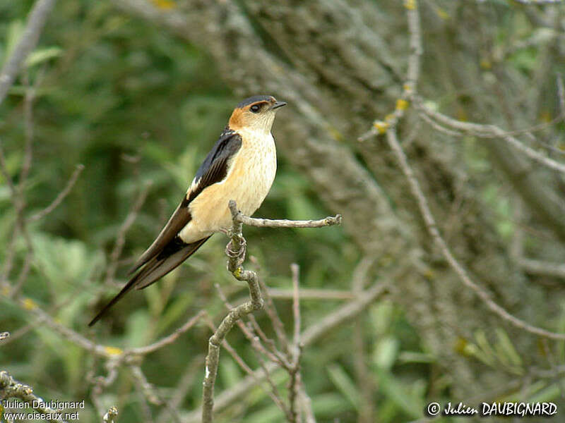 Red-rumped Swallow male adult breeding, pigmentation
