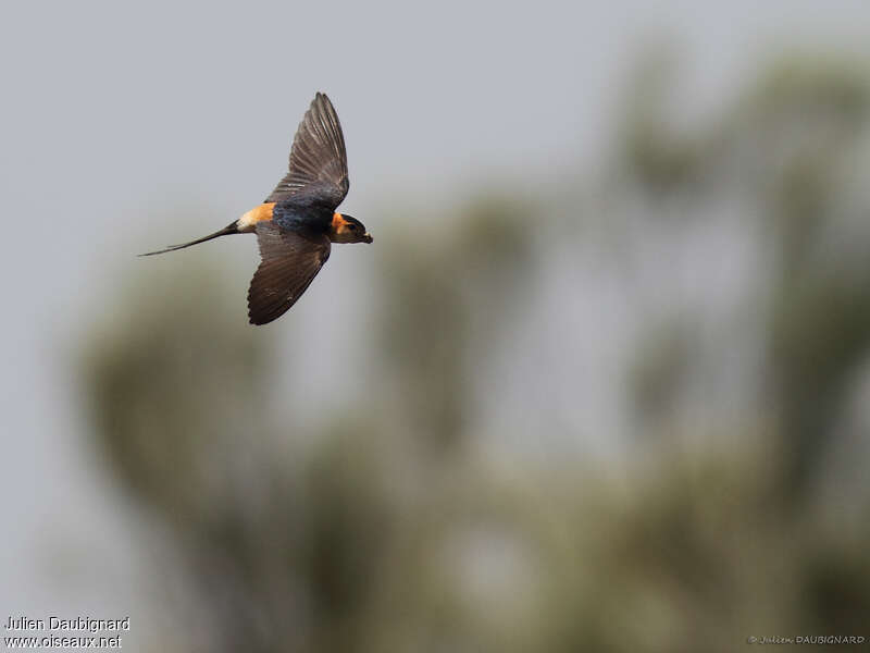 Red-rumped Swallow male adult, pigmentation, Flight, Reproduction-nesting