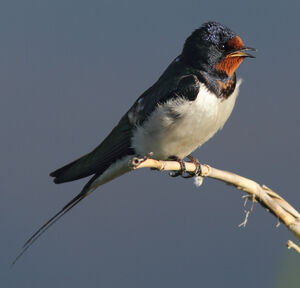 Barn Swallow 
&copy; Julien Daubignard