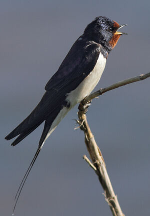 Barn Swallow 
&copy; Julien Daubignard