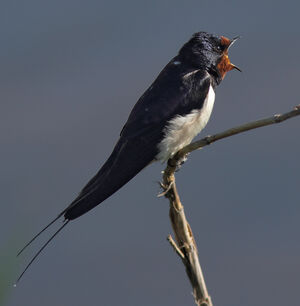 Barn Swallow 
&copy; Julien Daubignard