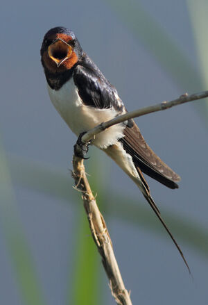 Barn Swallow 
&copy; Julien Daubignard