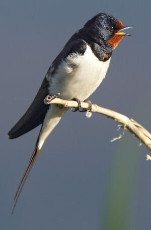 Hirondelle rustique