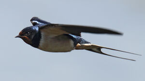 Barn Swallow