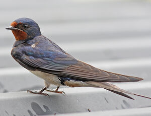 Barn Swallow 
&copy; Julien Daubignard