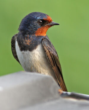Barn Swallow 
&copy; Julien Daubignard