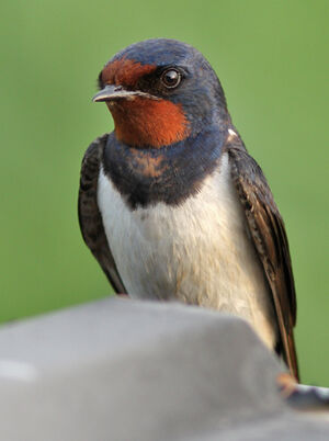 Barn Swallow 
&copy; Julien Daubignard