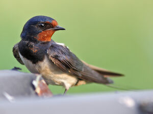 Barn Swallow 
&copy; Julien Daubignard