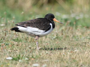 Eurasian Oystercatcher