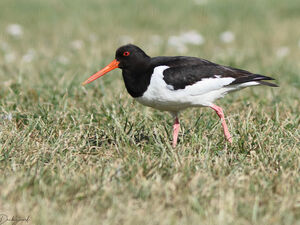 Eurasian Oystercatcher