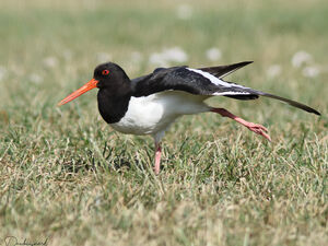 Eurasian Oystercatcher