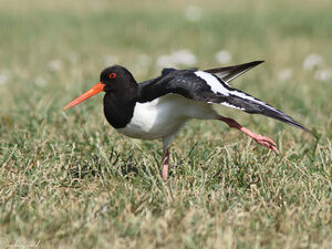 Eurasian Oystercatcher