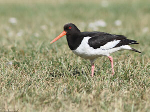 Eurasian Oystercatcher