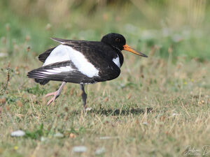 Eurasian Oystercatcher
