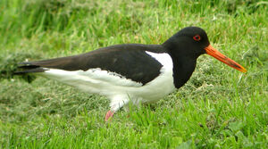 Eurasian Oystercatcher