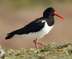 Eurasian Oystercatcher