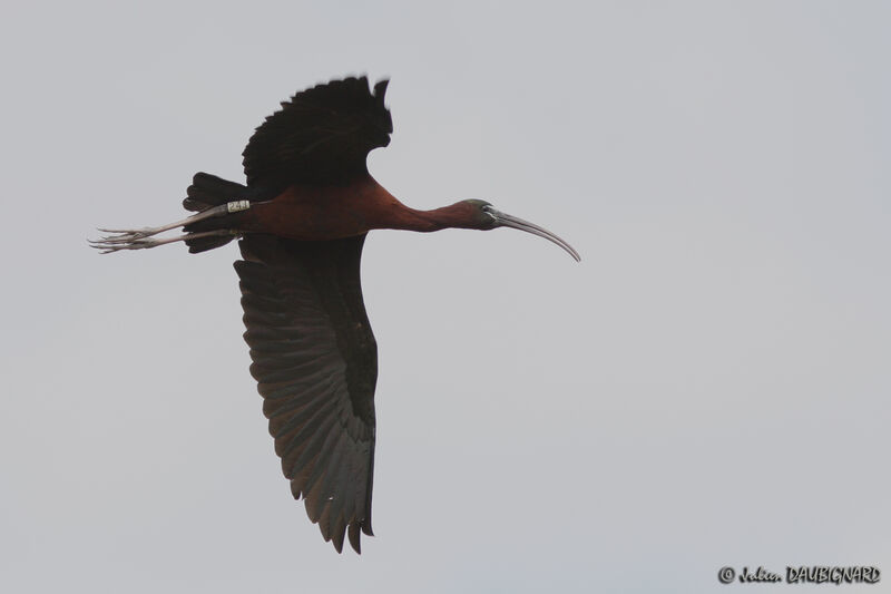 Glossy Ibis, Flight