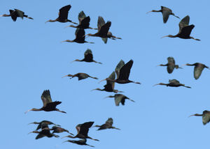 Glossy Ibis