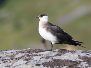 Parasitic Jaeger