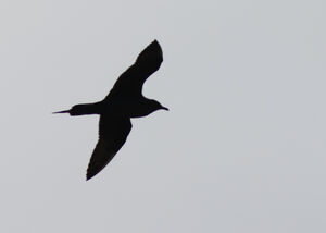 Parasitic Jaeger