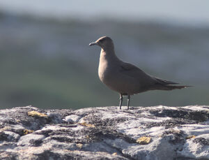 Parasitic Jaeger