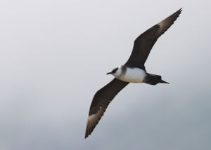 Parasitic Jaeger