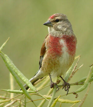 Linotte mélodieuse