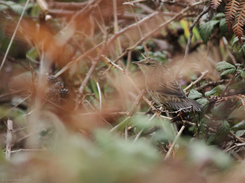 Lanceolated Warbler, identification