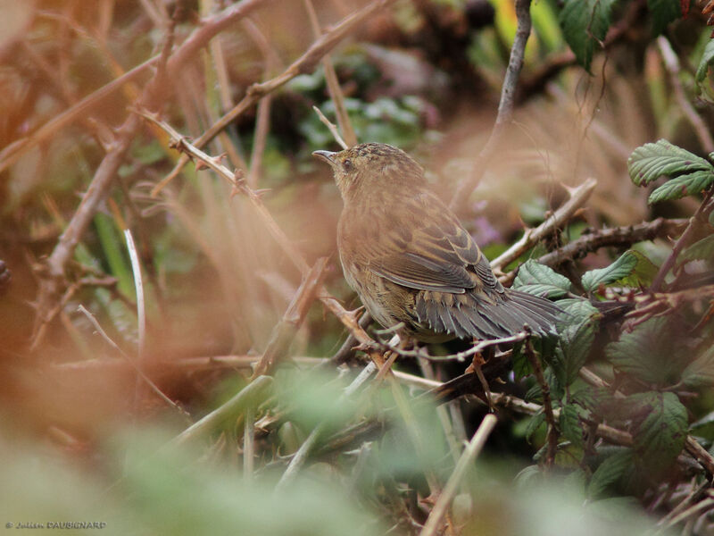 Lanceolated Warbler, identification