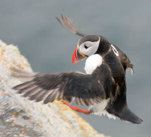 Atlantic Puffin
