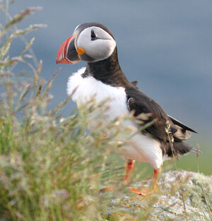 Macareux moine 
&copy; Julien Daubignard