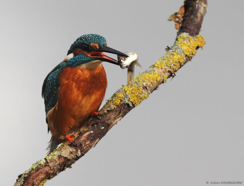 Common Kingfisher, identification, feeding habits