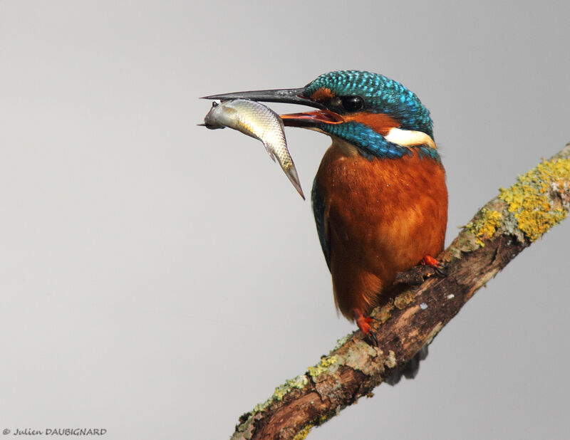 Common Kingfisher male, identification, feeding habits