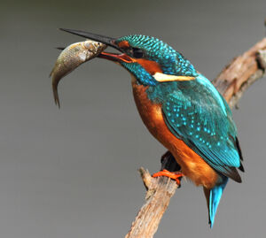 Common Kingfisher