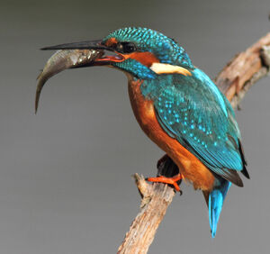 Common Kingfisher