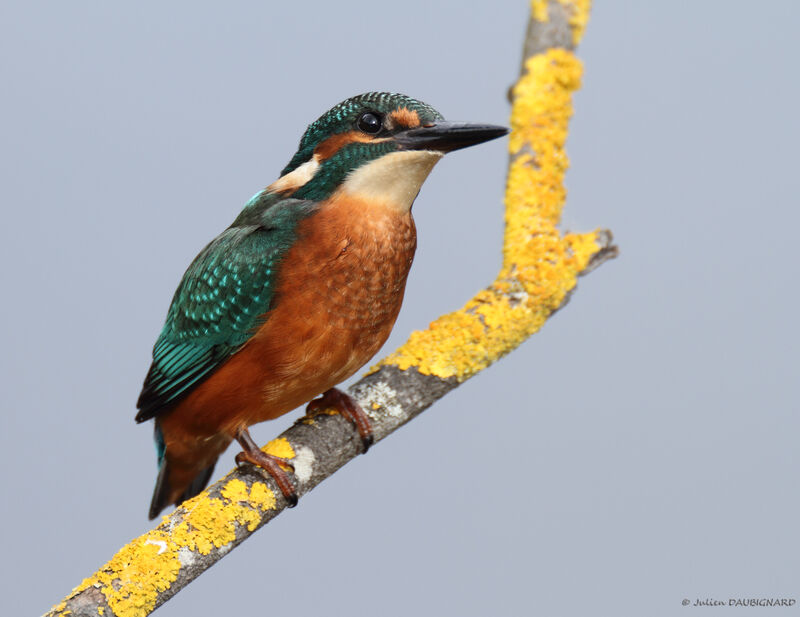 Common Kingfisher male, identification