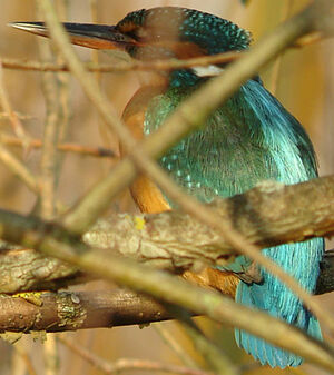 Common Kingfisher