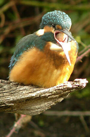 Common Kingfisher