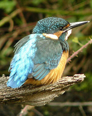 Common Kingfisher
