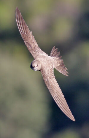 Alpine Swift