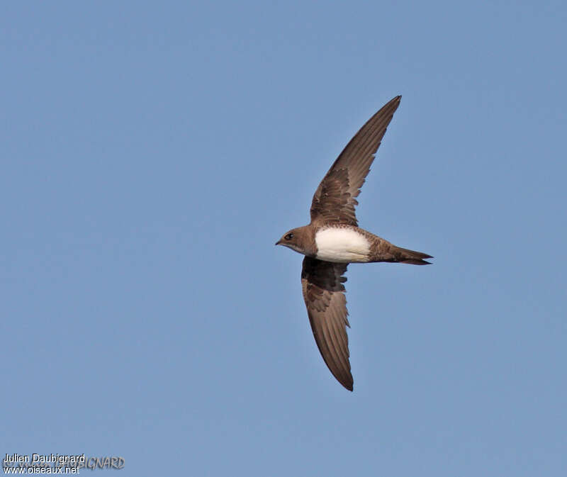 Alpine Swift, identification