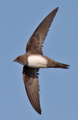 Alpine Swift
